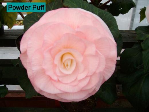 B. ‘Powder Puff’
